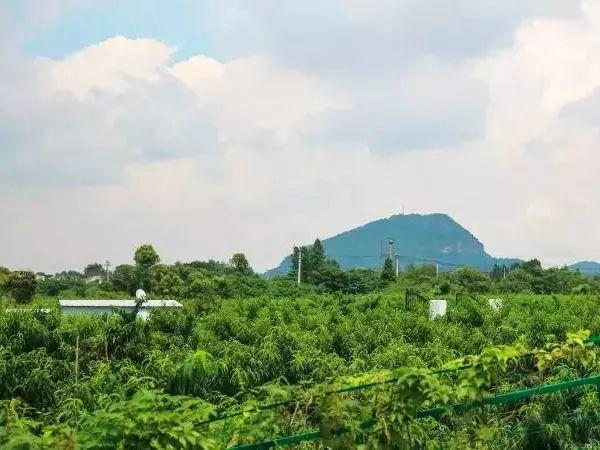 半斤重的大甜桃！正宗的阳山湖景水蜜桃来了