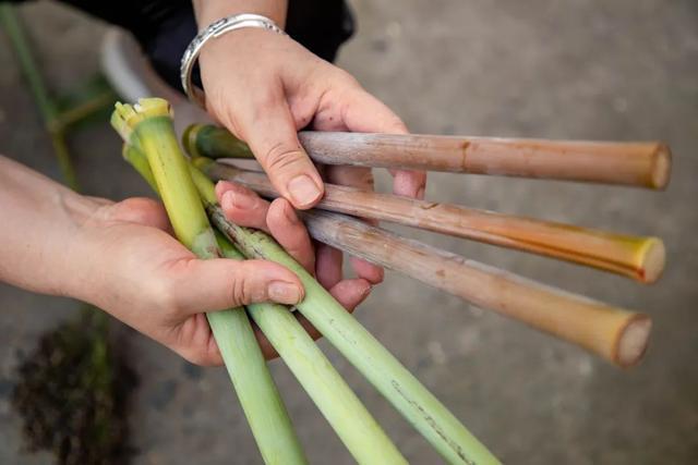 “宝藏零食”熟了，这款“活饮料”今年你尝了吗？