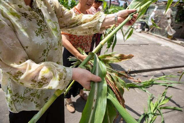 “宝藏零食”熟了，这款“活饮料”今年你尝了吗？