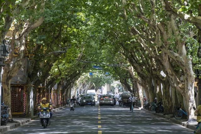 和静宝一起，用古诗词打开静安的悠长夏日