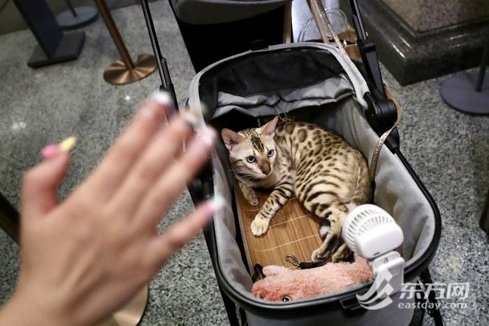 上海博物馆奇“喵”夜首度登场，200只社牛猫盛装出席