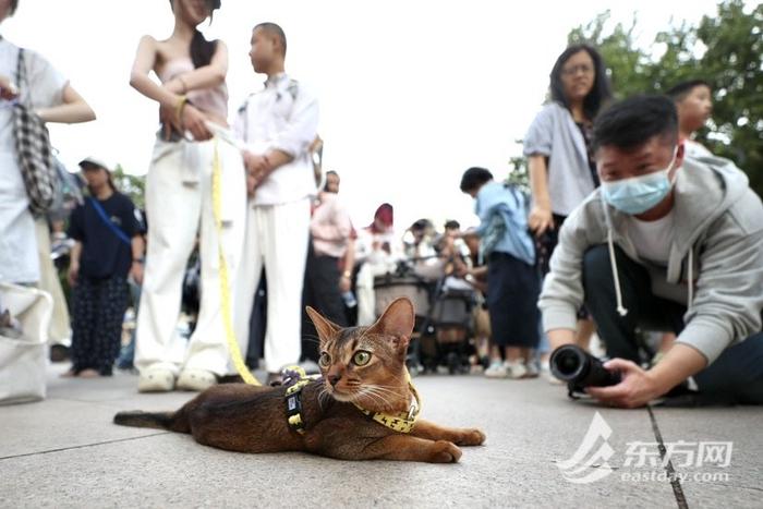 上海博物馆奇“喵”夜首度登场，200只社牛猫盛装出席