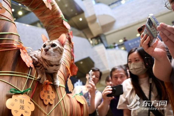 上海博物馆奇“喵”夜首度登场，200只社牛猫盛装出席