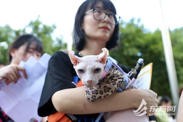 上海博物馆奇“喵”夜首度登场，200只社牛猫盛装出席