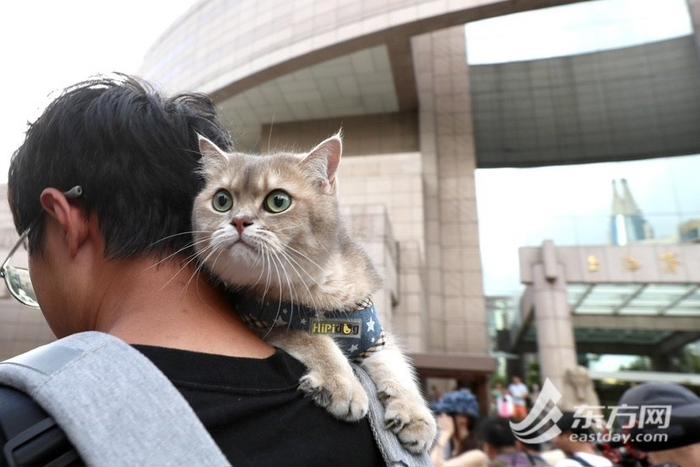 上海博物馆奇“喵”夜首度登场，200只社牛猫盛装出席