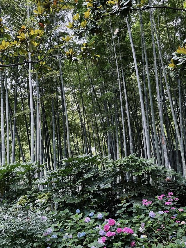 和静宝一起，用古诗词打开静安的悠长夏日