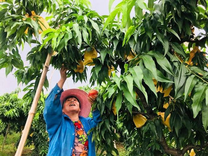 半斤重的大甜桃！正宗的阳山湖景水蜜桃来了