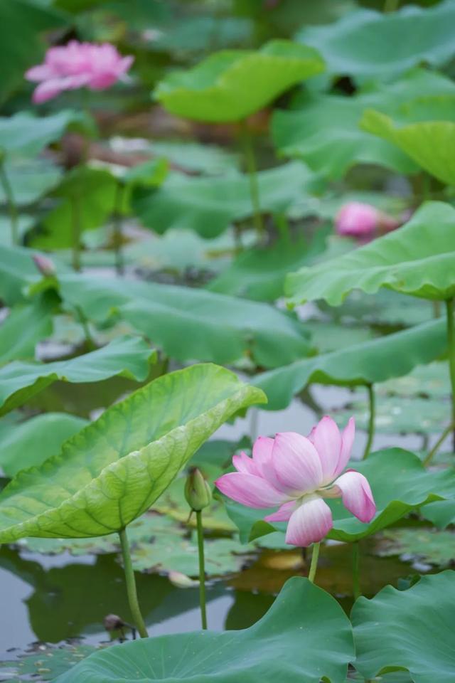 饱“荷”度拉满的夏天，一起收获好运“莲莲”