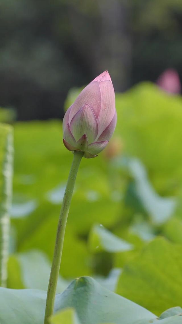 饱“荷”度拉满的夏天，一起收获好运“莲莲”