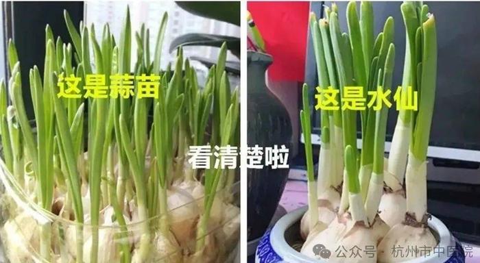 它和黄花菜是“近亲”！柳州一公园开了一大片，千万别误吃！