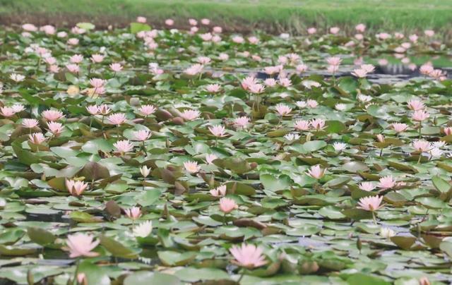 饱“荷”度拉满的夏天，一起收获好运“莲莲”