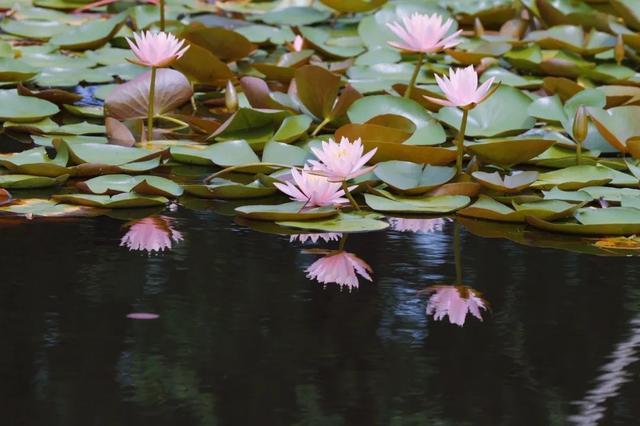 饱“荷”度拉满的夏天，一起收获好运“莲莲”