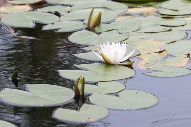 饱“荷”度拉满的夏天，一起收获好运“莲莲”