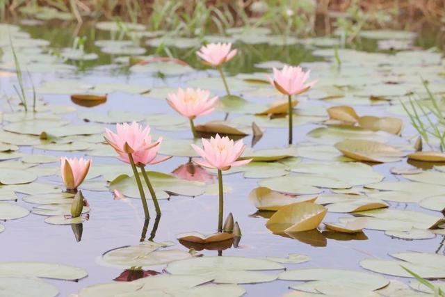 饱“荷”度拉满的夏天，一起收获好运“莲莲”