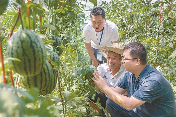 落实三次全会部署·年中看进展丨铁纪护航乡村振兴