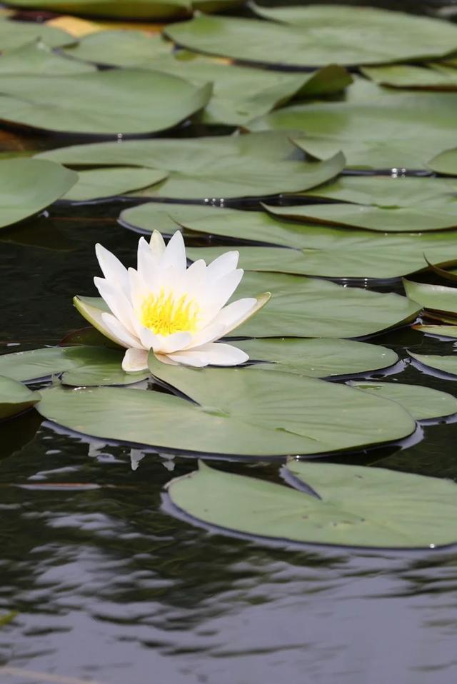 饱“荷”度拉满的夏天，一起收获好运“莲莲”