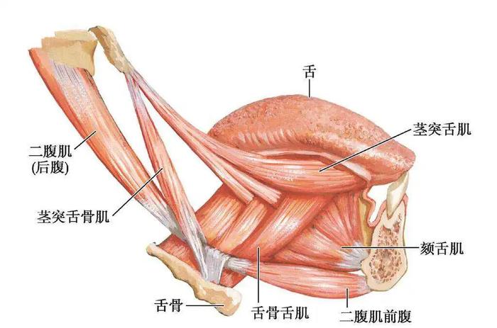 电视剧中绑架塞嘴里的布，吐不掉吗