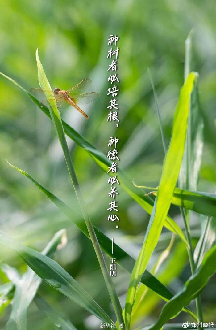 晚安郑州 | 均价6000市区买房！郑州首批1999套保住房来了