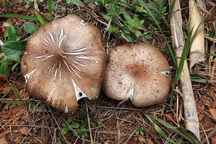 这种要有白蚁才能种出的野生菌，味道怎么样？