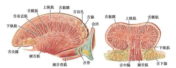 电视剧中绑架塞嘴里的布，吐不掉吗