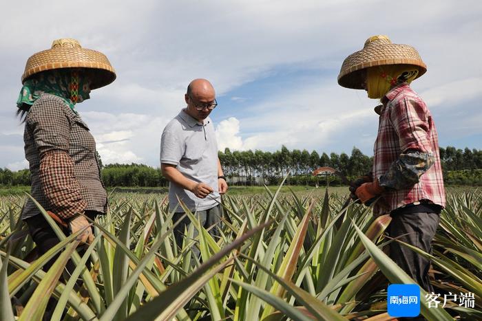 中国热科院：将凤梨生产技术送到种植基地