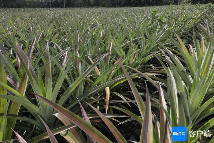 中国热科院：将凤梨生产技术送到种植基地