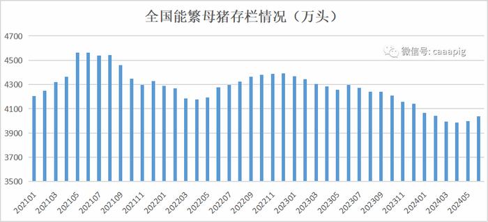 新闻‖2季度末能繁母猪存栏4038万头！2024年上半年生猪产品数据发布