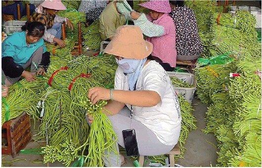 年产180万吨,“豆橛子”硬控山东人夏日餐桌