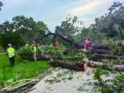 栖霞区：清理道路险树，消除安全隐患