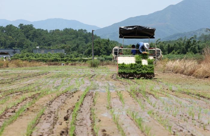 乡村振兴 | 防城区：机械助力，按下晚稻种植“加速键”