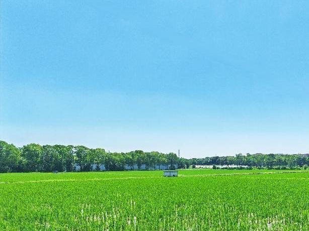 浦东：慢行长达，看清水畅流，赏满池夏意