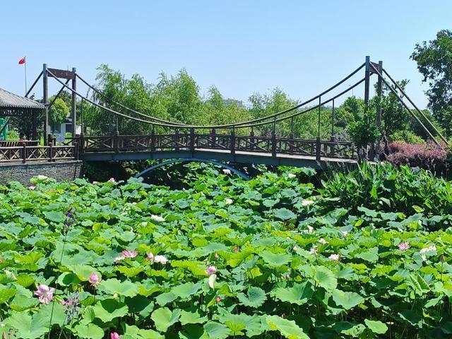 浦东：慢行长达，看清水畅流，赏满池夏意