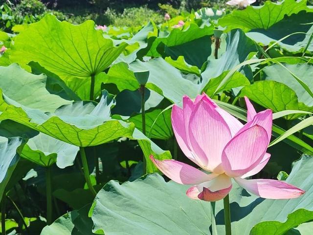 浦东：慢行长达，看清水畅流，赏满池夏意