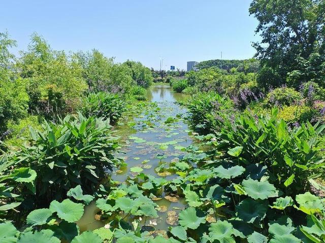 浦东：慢行长达，看清水畅流，赏满池夏意