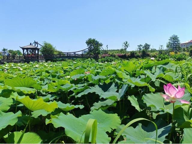 浦东：慢行长达，看清水畅流，赏满池夏意