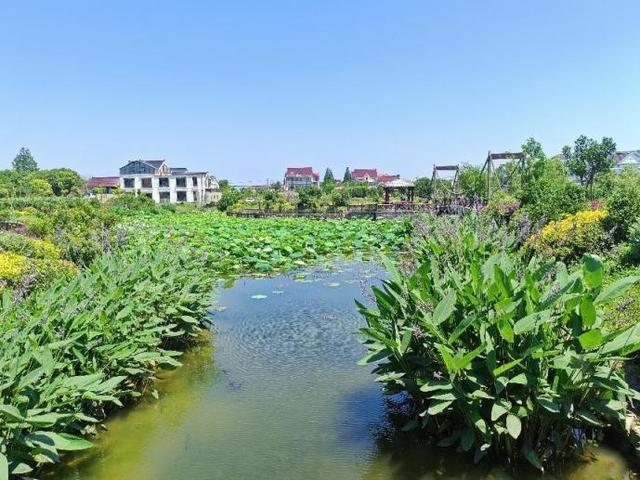 浦东：慢行长达，看清水畅流，赏满池夏意