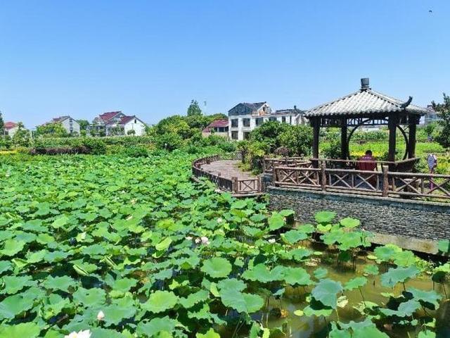 浦东：慢行长达，看清水畅流，赏满池夏意