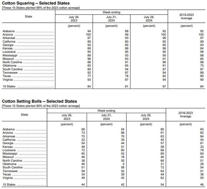 美国棉花生长报告：美棉优良率下降至49%