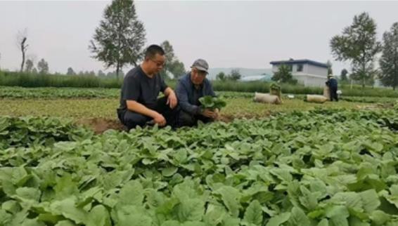 【巩固拓展脱贫攻坚成果同乡村振兴有效衔接·进行时】 “野人菜”成了村民的致富菜