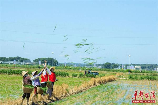 湖南应用技术学院：深入田间地头 体验农活乐趣