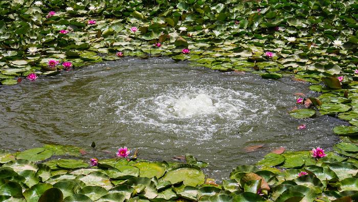 夏天到墨玉这个农庄看花花世界