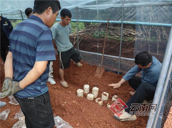 国家矿山安监局云南局助力定点帮扶村把“方寸地”变成“增收园”