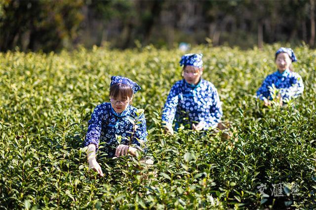 百图百景瞰江苏｜南京玄武：“四最城区”正青春