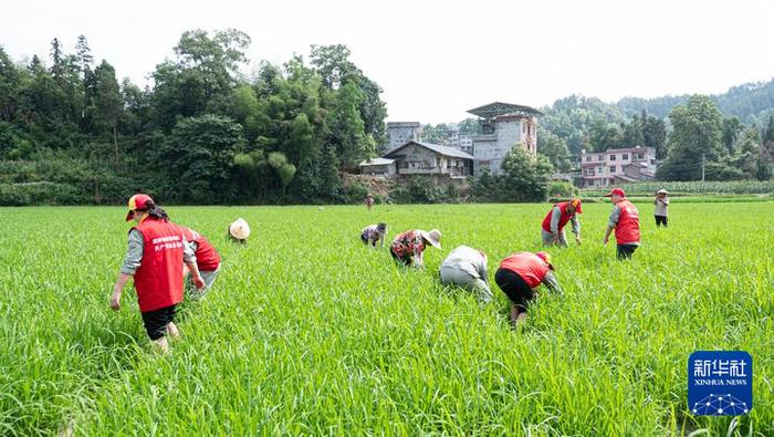 武陵山区：“转转工”，转出乡村振兴好风景