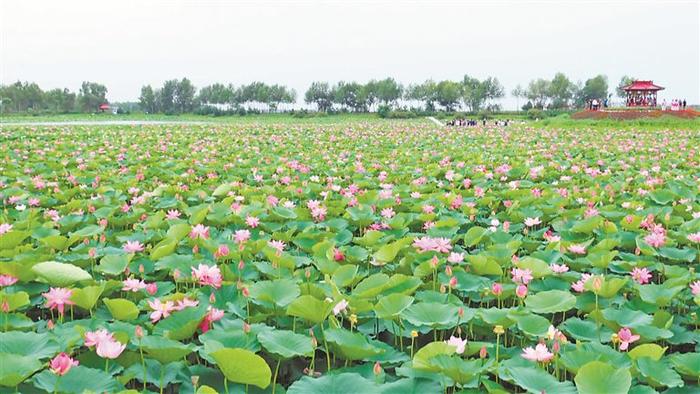 绥化市北林区：夏日田园 如诗如画