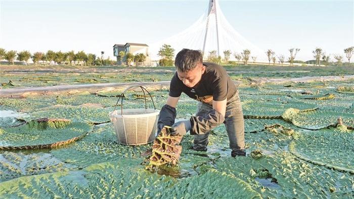 规模化种植、全链条品质把控 锡山区谢埭荡村鸡头米开采