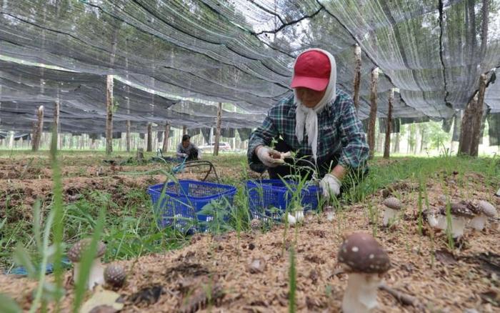 用增加收入来增强中低收入群体消费意愿 | 新京报社论