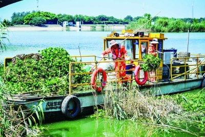 养护工人顶着烈日清捞秦淮河中水葫芦