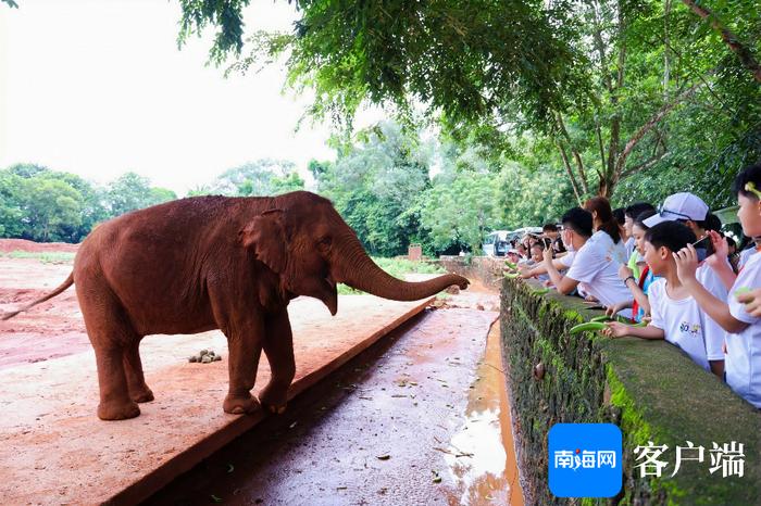 暑期研学游场景“上新” “游”出海南特色