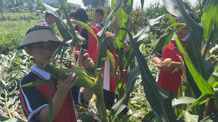 河南南召：百草园里玉米混种实验有结果